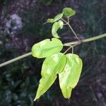 Jasminum didymum Fuelha