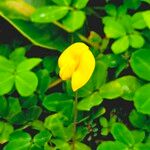 Arachis hypogaeaCvet