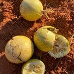 Citrullus colocynthis Fruit