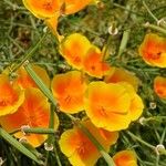 Eschscholzia californica Flower