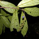 Bertiera bracteosa Leaf