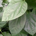 Thunbergia battiscombei Leaf