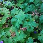 Geranium ibericum Levél