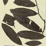 Heteropsis flexuosa Hoja
