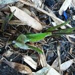 Symphytum caucasicum Folha
