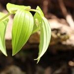 Streptopus lanceolatus Leaf