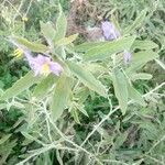 Solanum elaeagnifolium Blatt