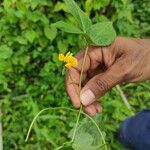 Vigna luteola Floro