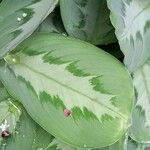 Maranta cristata Leaf