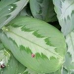 Maranta cristata Hoja