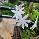 Jasminum grandiflorumफूल