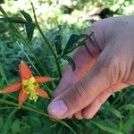 Aquilegia formosa Blodyn