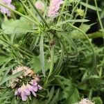 Scabiosa japonica Blatt