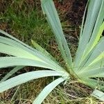 Iris pallida Habit