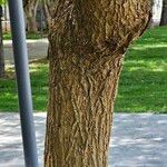 Erythrina crista-galli Bark