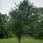 Acer davidii Plante entière