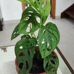 Monstera obliqua Leaf