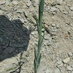 Linum narbonense Leaf