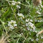 Lobularia maritima花