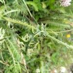 Cirsium texanum Fulla