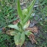 Himantoglossum hircinumFlower