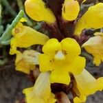 Cistanche tubulosa Blüte