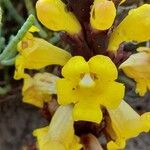 Cistanche tubulosa Flower