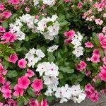 Catharanthus coriaceus ശീലം