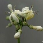 Coelospermum balansanum 花