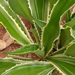 Furcraea selloana Folha
