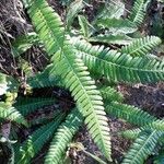 Blechnum spicant Hostoa