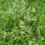 Galium mollugoFleur