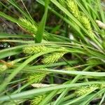 Carex secalina Hábito