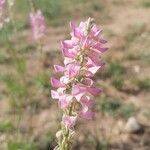 Onobrychis arenaria Flor