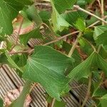 Vitis rupestris Leaf