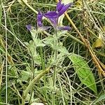 Salvia viridis Pokrój