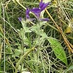 Salvia viridis Hábito