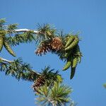 Pinus lambertiana Fruto