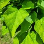 Catalpa ovataFulla