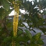 Lophanthera lactescens Hoja