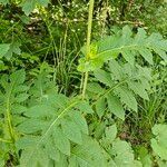 Cirsium oleraceum ഇല