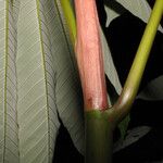 Cecropia sciadophylla Foglia