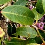 Pieris floribunda Leaf