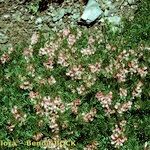 Vicia argentea Hábito