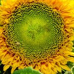 Helianthus annuus Flower