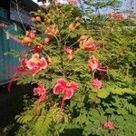 Caesalpinia pulcherrima Flower