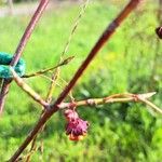 Euonymus latifolius മറ്റ്