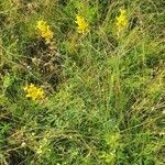 Crotalaria brevidens Fleur