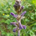 Orobanche purpurea Flors