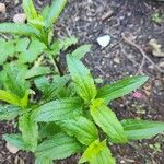 Eupatorium serotinum 葉